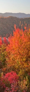 Scarlet Peak of Fall Leaves in the Smokies