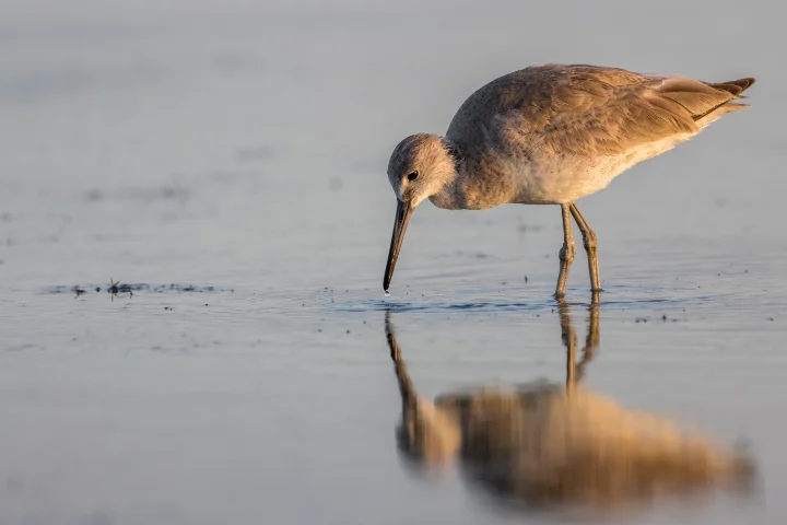 Snowbird Friendly Rentals | Distinctive Beach Rentals Snowbird Friendly Rentals | Distinctive Beach Rentals