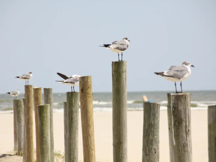 West End Vacation Rentals | Ryson Vacation Rentals West End Vacation Rentals | Ryson Vacation Rentals