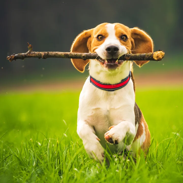 Pet Friendly Cabins In Gatlinburg, TN | Jackson Mountain Rentals Pet Friendly Cabins In Gatlinburg, TN | Jackson Mountain Rentals