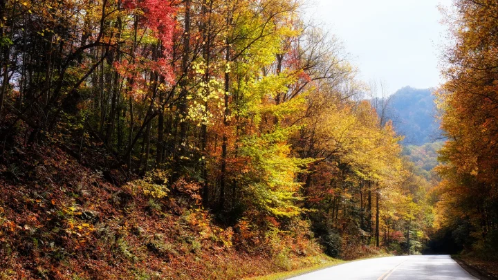Pet Friendly Cabins In Gatlinburg, TN | Jackson Mountain Rentals Pet Friendly Cabins In Gatlinburg, TN | Jackson Mountain Rentals