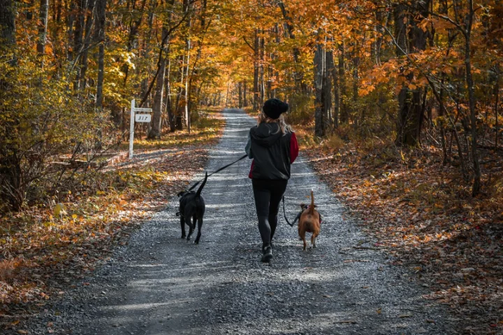 Pet Friendly Cabins In Gatlinburg, TN | Jackson Mountain Rentals Pet Friendly Cabins In Gatlinburg, TN | Jackson Mountain Rentals