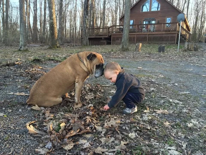 Pet Friendly Vacation Rentals | Jackson Mountain Rentals Pet Friendly Vacation Rentals | Jackson Mountain Rentals