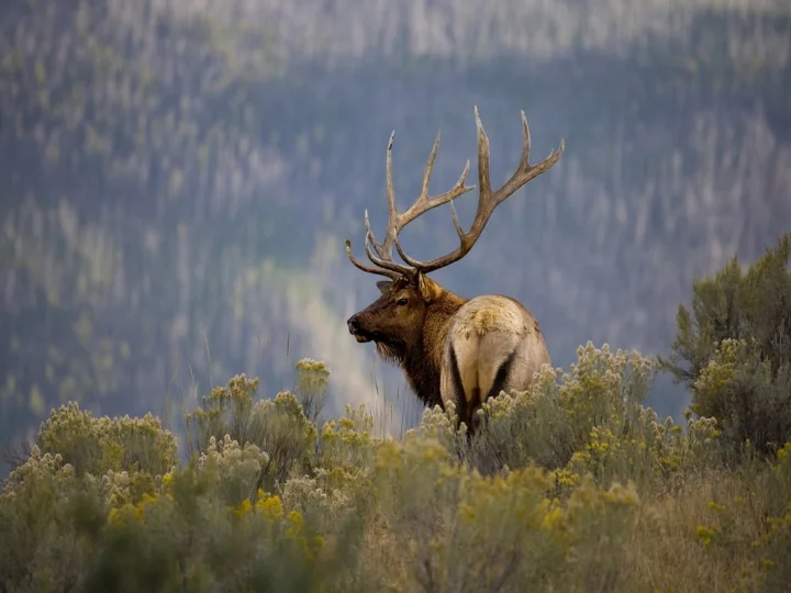 White Mountain Cabins | Ruidoso Vacation Rentals White Mountain Cabins | Ruidoso Vacation Rentals