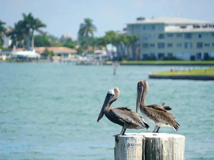 Boca Vista | Madeira Beach, FL | VTrips Boca Vista | Madeira Beach, FL | VTrips