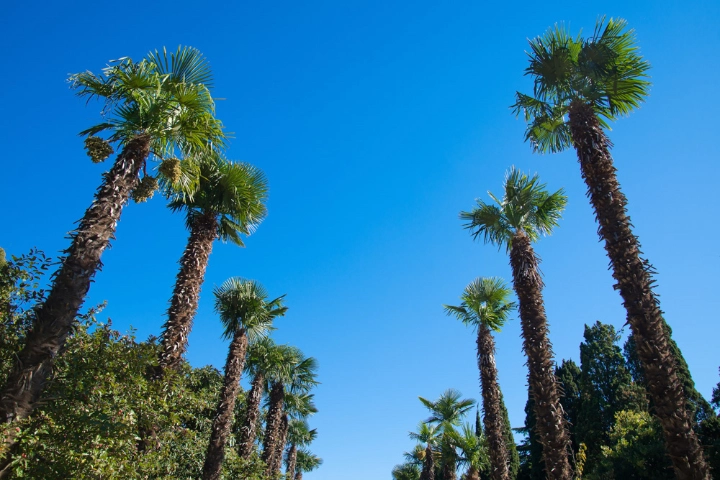 Discover Bonita Springs | Distinctive Beach Rentals | Small Town Charm Discover Bonita Springs | Distinctive Beach Rentals | Small Town Charm
