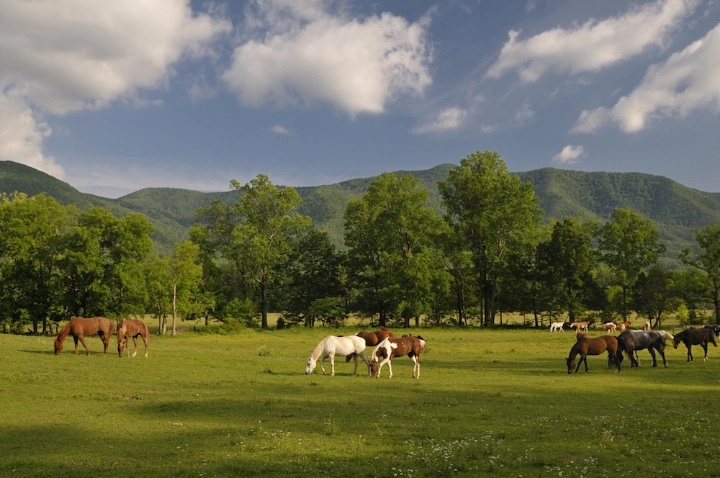 Mountain Shadows | Jackson Mountain Rentals | A VTrips Experience Mountain Shadows | Jackson Mountain Rentals | A VTrips Experience