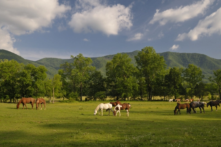 Gatlinburg | Tennessee Vacation Rentals by VTrips Gatlinburg | Tennessee Vacation Rentals by VTrips