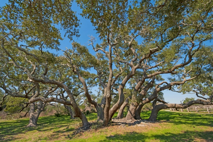Lamar | Texas Vacation Rentals by VTrips Lamar | Texas Vacation Rentals by VTrips