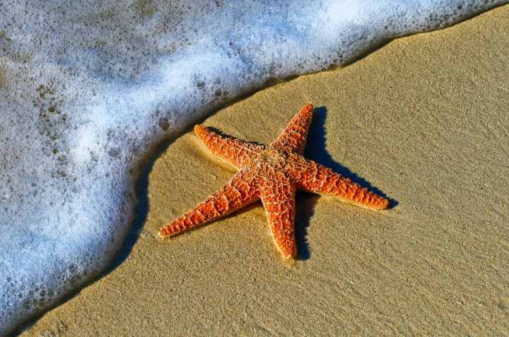 Siesta Key | Florida Vacation Rentals by VTrips Siesta Key | Florida Vacation Rentals by VTrips