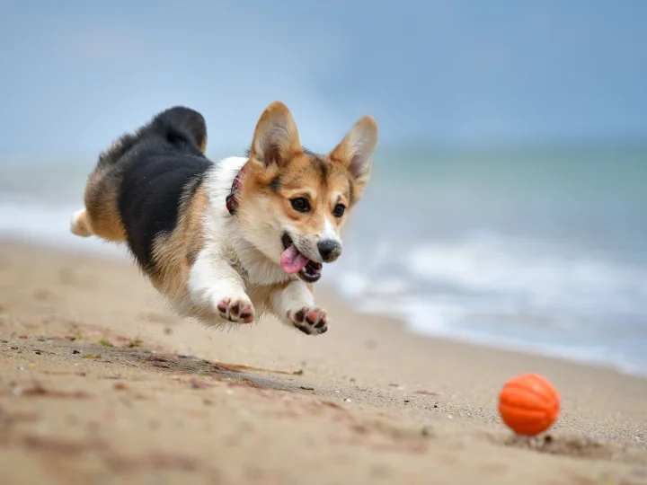 are dogs allowed on the beach in galveston