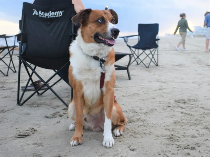 are dogs allowed on the beach in galveston