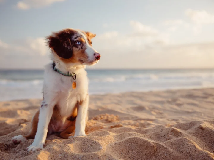 are dogs allowed on the beach in galveston